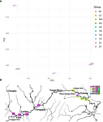 High effects of climate oscillations on population diversity and structure of endangered Myricaria laxiflora